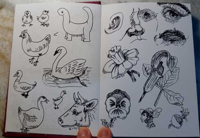 Sketches in a notebook, including an assortment of fowl, some pretty decent flowers, and facial features (ear, nose, eye, and lips) creepily drawn in a row, not in relation to one another.
