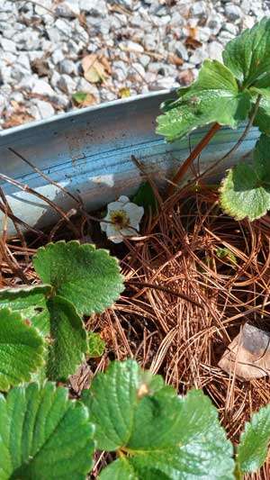 A single white strawberry blossom huddled under a leaf umbrella at the juncture of mulch and the edge of the raised bed.