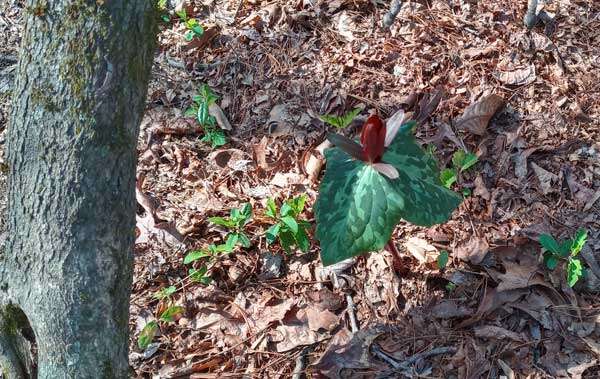 A blood red flower, petals upright and closed, with a collar of three large, variegated green leaves, atop a straight, foot-tall stem. Some weedy sprouts in the leaf litter bow to their majestic overlord.