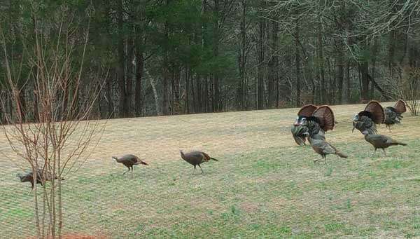 Nine wild turkeys strutting across a patch of brown and green winter grass. Five are relaxed in football-with-legs shape. Four are puffed orbs with their tails fanned upright to show off their magnificently drab gray and brown plumage.